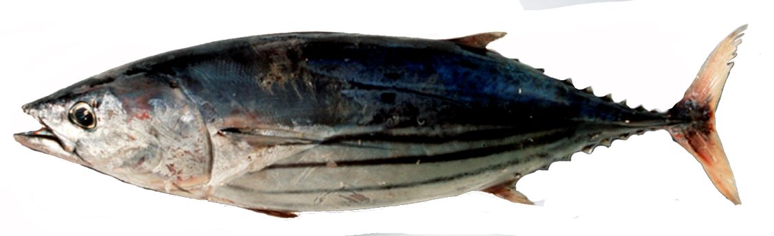 Katsuwonus pelamis_02.jpg